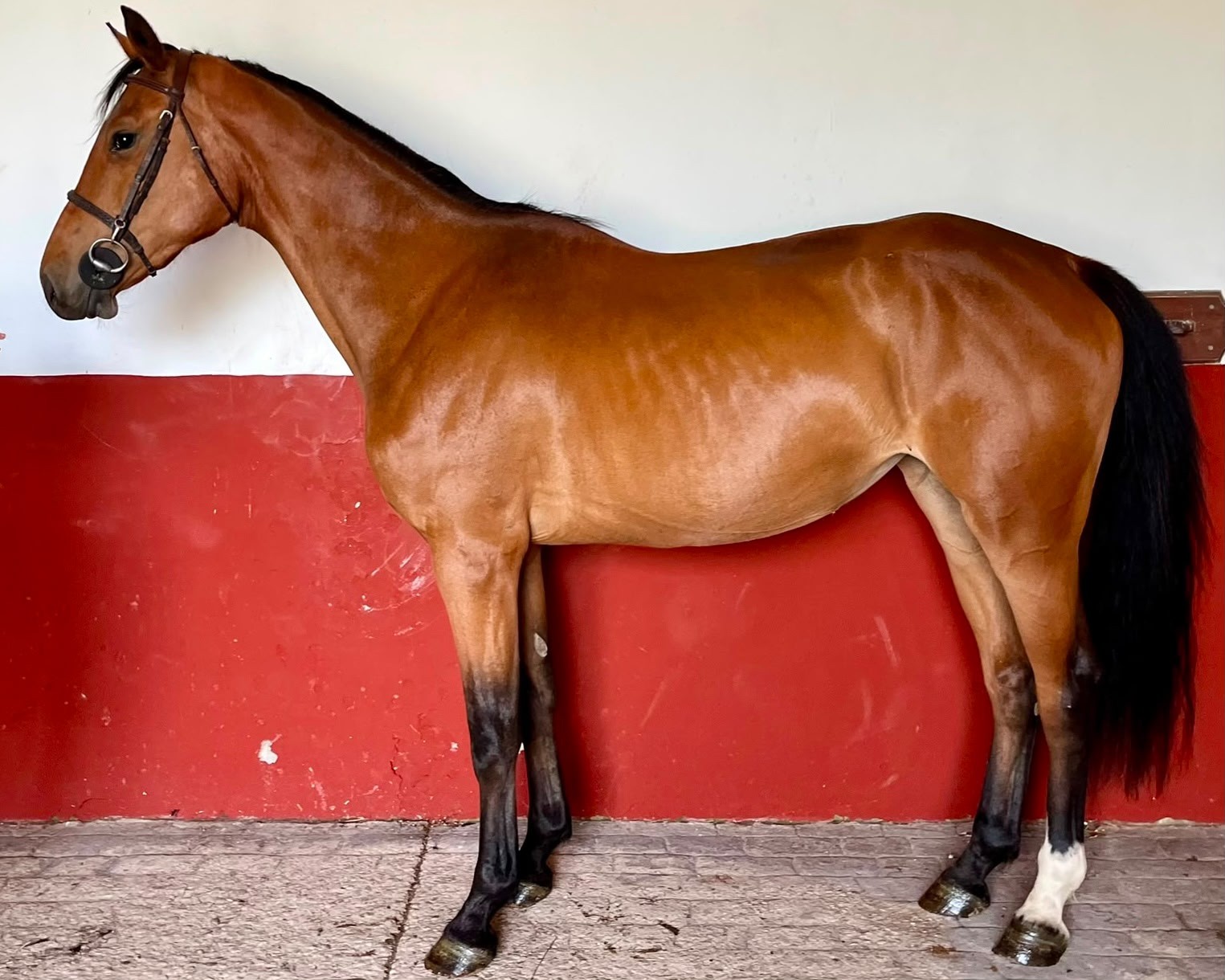 horse